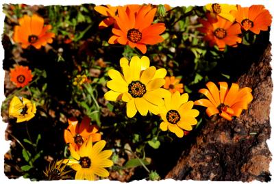 Arizona Botanical Gardens