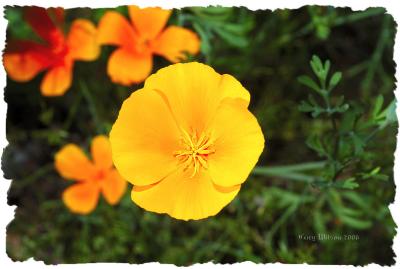 Mexican Poppy/Picacho Peak, AZ