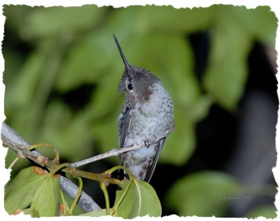 Do Hummingbirds get dandruff?