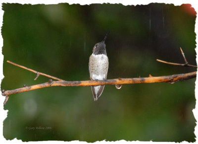 Male Black-Chinned enjoying an afternoon shower/Miller Canyon