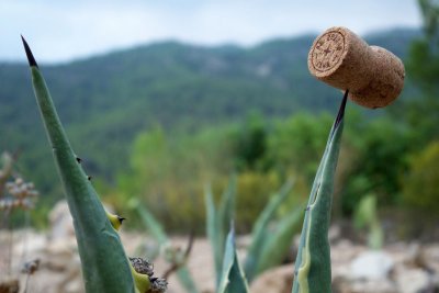 Anthony's stunt-rhyming (Cava Agave)