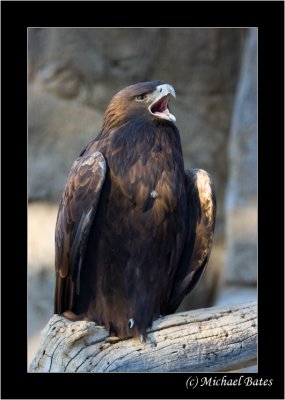 The Living Desert