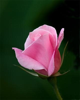 g4/35/555735/3/60994767.Simplicity.jpg