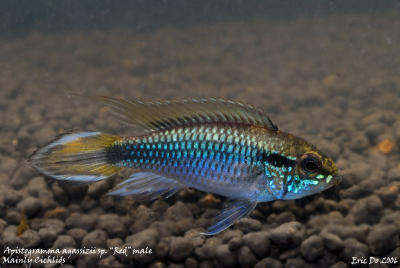 apistogramma_agassizii