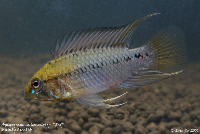 apistogramma_hongsloi