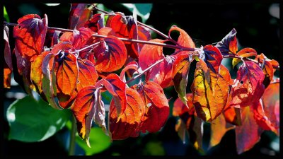 es wird Herbst .jpg