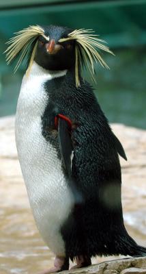 Pinguin-2.jpg