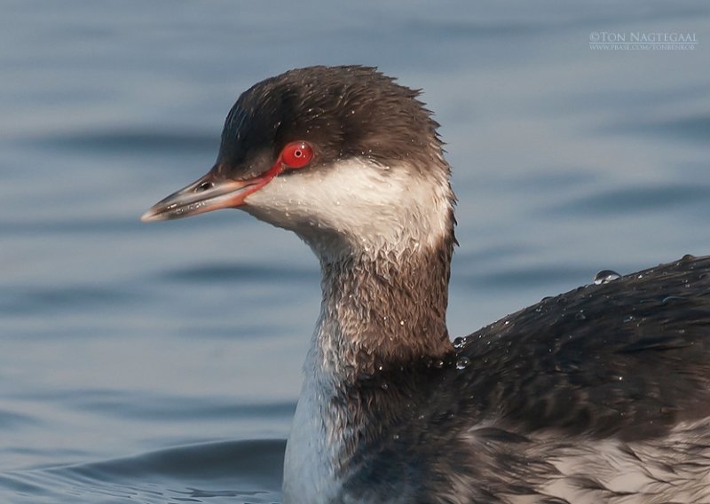Kuifduiker - Horned Grebe - Podiceps auritus