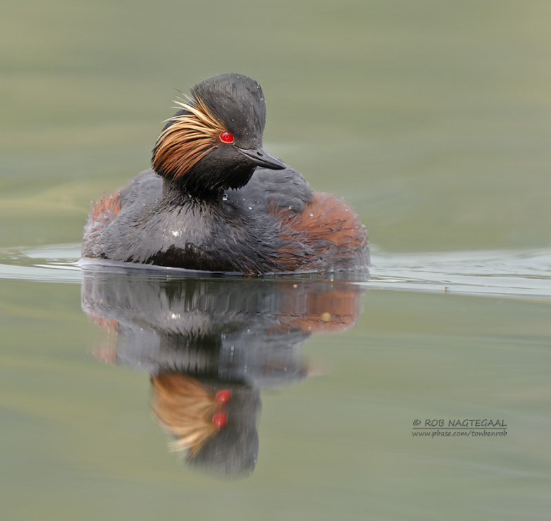 Geoorde fuut - Black-necked Grebe - Podiseps nigricollis