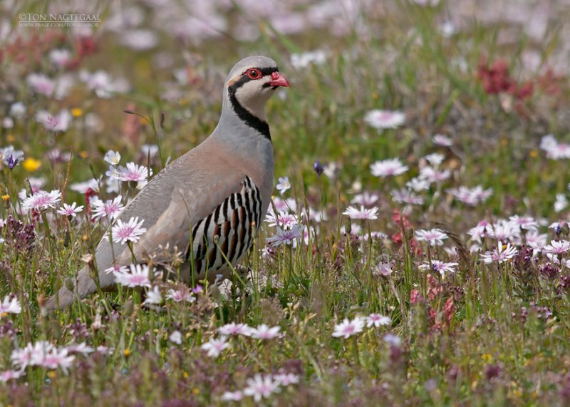 Aziatische Steenpatrijs - Chukar Partridge - Alectoris chukar