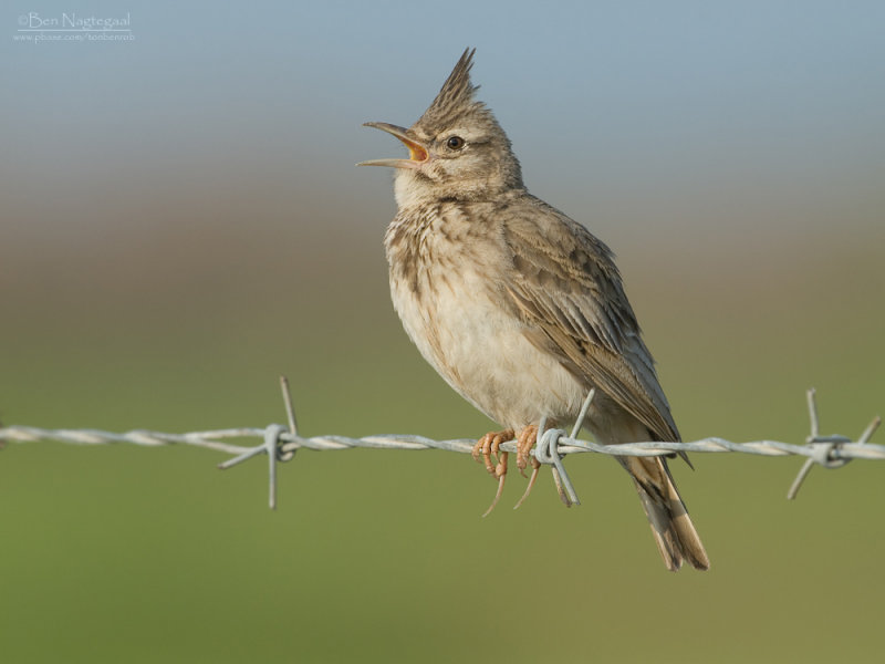 Kuifleeuwerik - Crested lark - Galerida cristata
