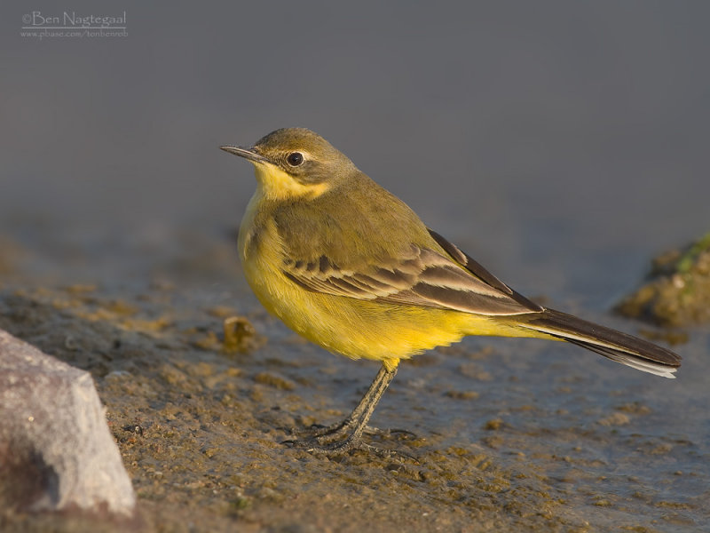 Engelse Kwikstaart - Yellowish-crowned Wagtail - Motacilla flavissima