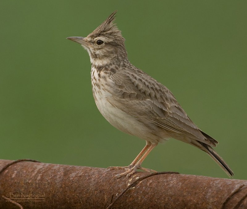Kuifleeuwerik - Crested lark - Galerida cristata