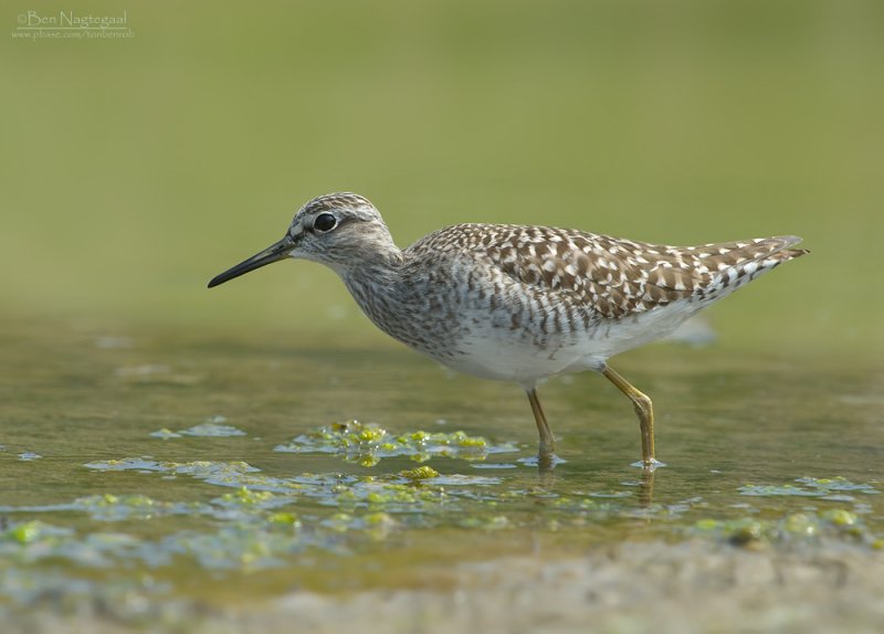 Bosruiter - Wood Sandpiper - Tringa glareola