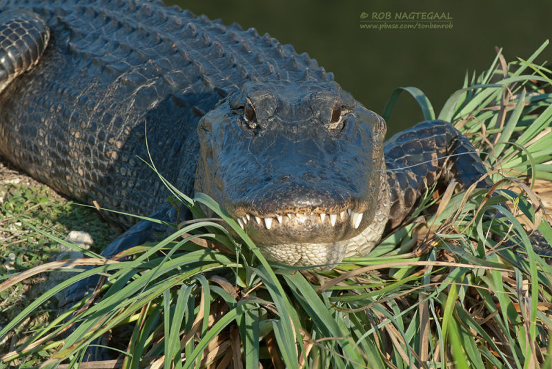 Amerikaanse alligator - American Alligator - Alligator mississippiensis