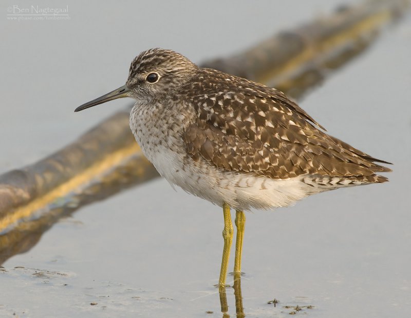 Bosruiter - Wood Sandpiper - Tringa glareola