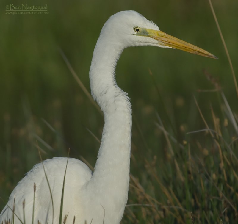 Grote zilverreiger - Great egret - Egretta alba