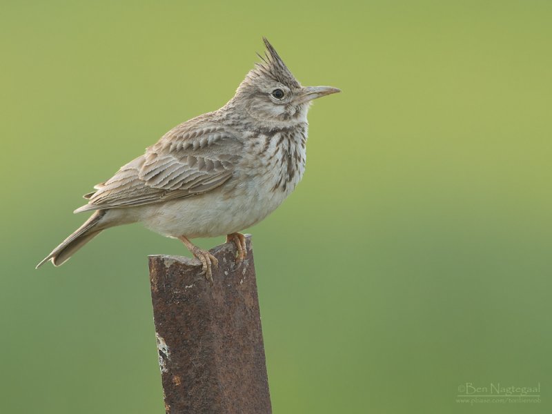 Kuifleeuwerik - Crested lark - Galerida cristata