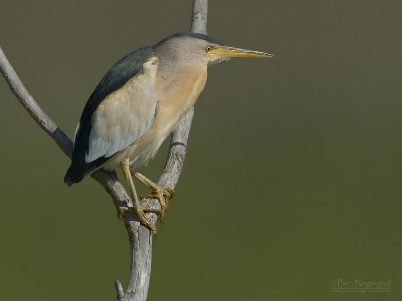 Woudaap - Little Bittern - Ixobrychus minutus