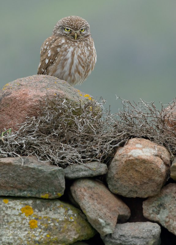 Steenuil - Little Owl - Athene noctua indigena