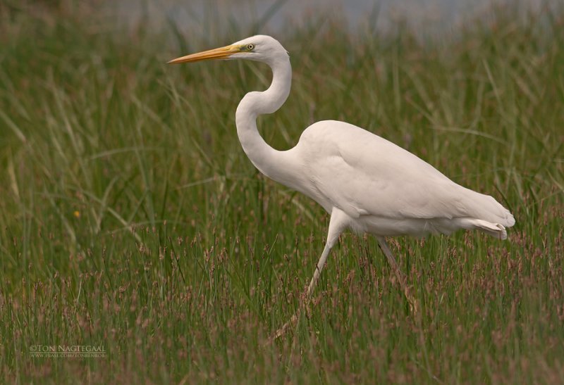 Grote zilverreiger - Great egret - Egretta alba
