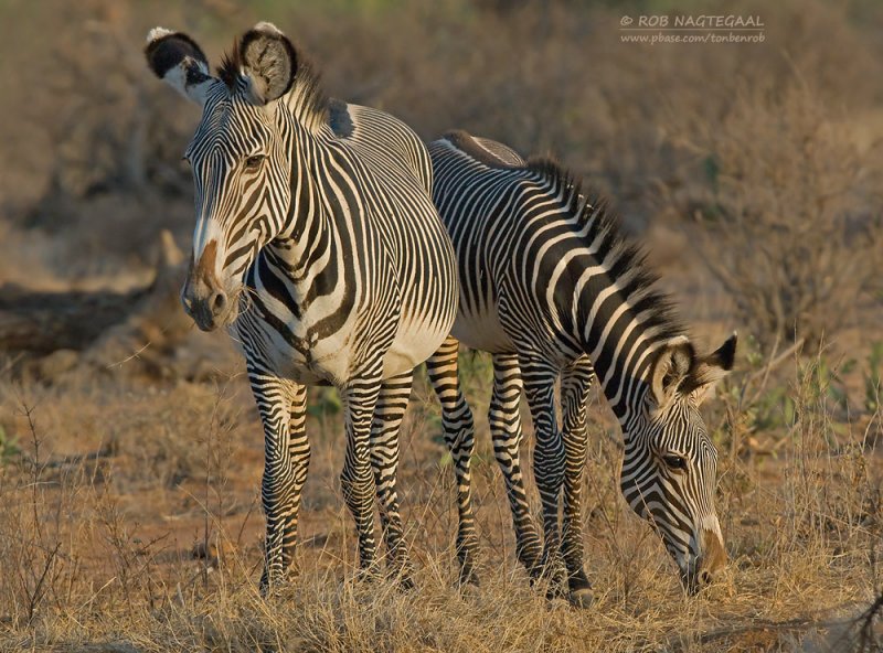 Grvys zebra - Grvys zebra - Equus grevyi