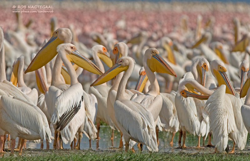 Roze Pelikaan - Great White Pelican - Pelecanus onocrotalus