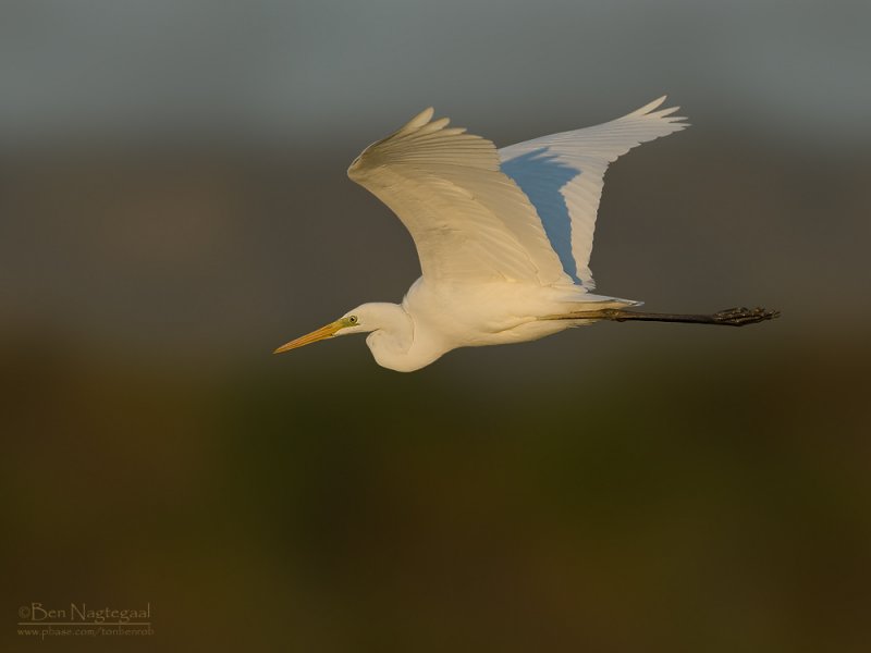 Grote zilverreiger - Great egret - Egretta alba