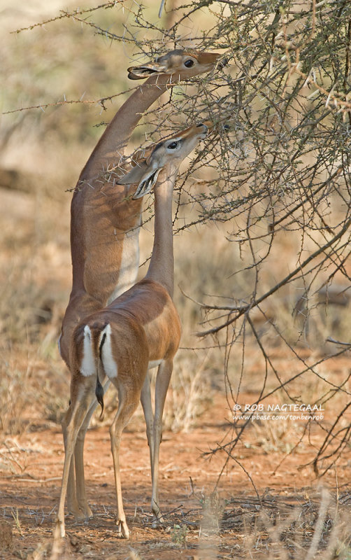 Gerenoek - Gerenuk - Litocranius walleri