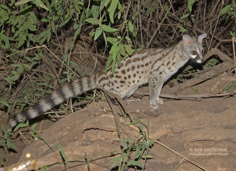 Gewone genetkat - Common Genet - Genetta genetta
