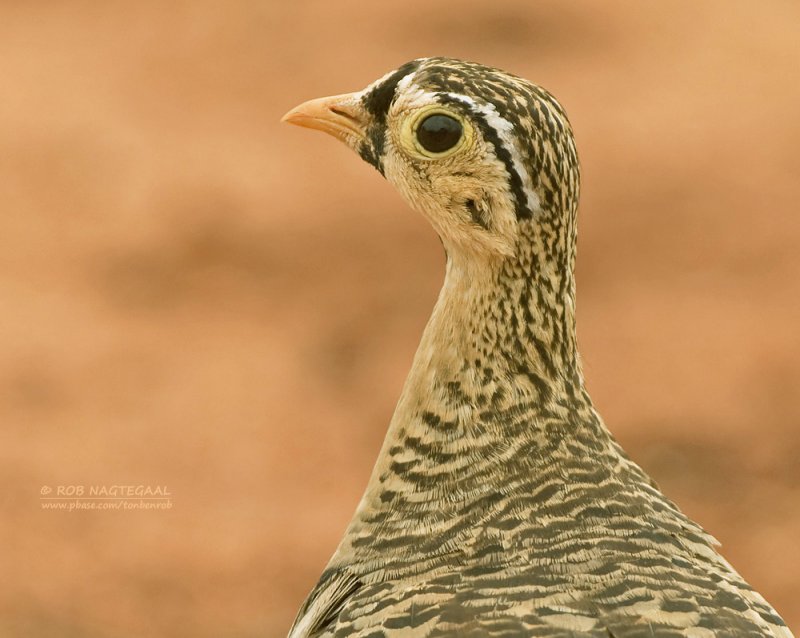 Maskerzandhoen - Black-faced Sandgrouse - Pterocles decoratus