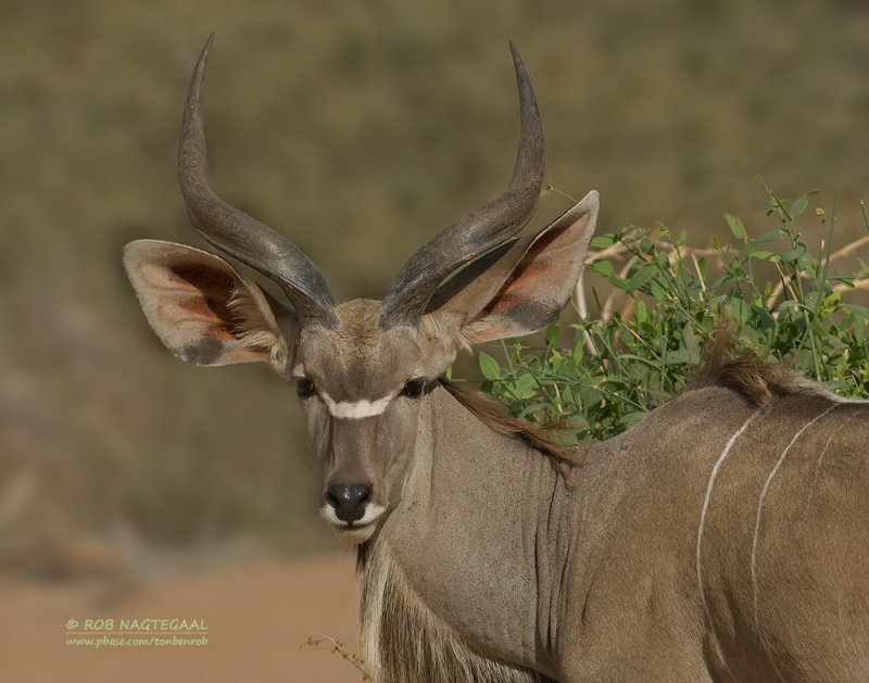 Grote Koedoe  - Greater Kudu - Tragelaphus strepsiceros	