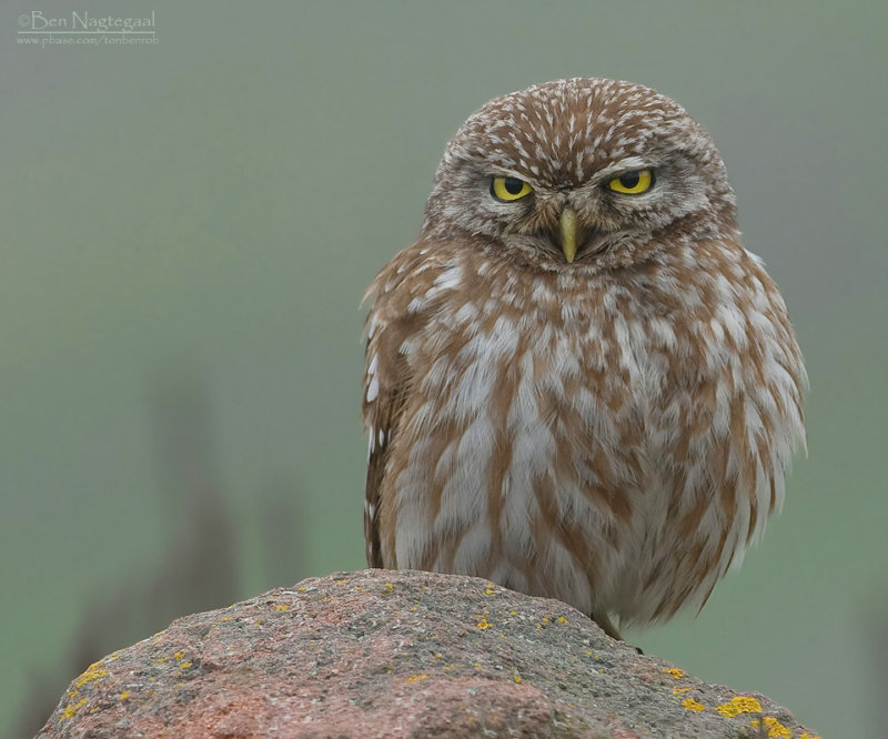Steenuil - Little Owl - Athene noctua indigena