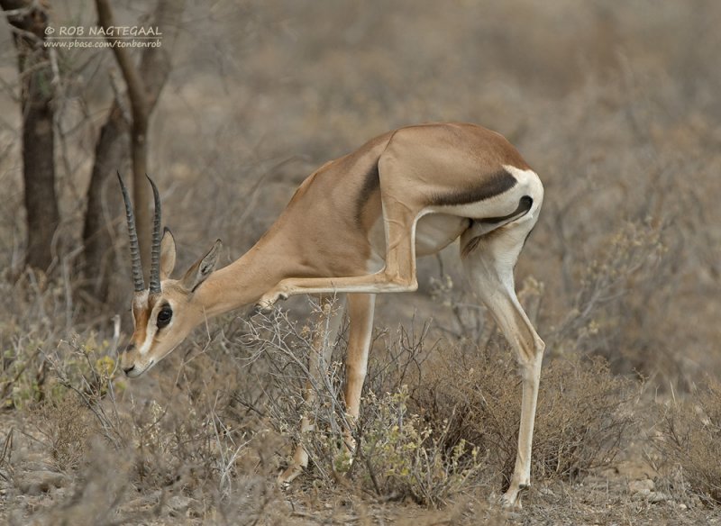Grants gazelle - Grants gazelle - Nanger granti