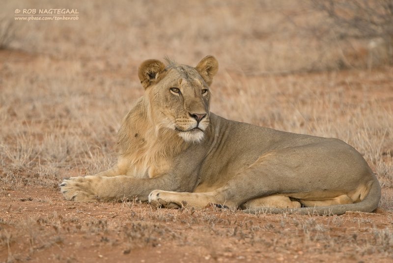 Oost-Afrikaanse Leeuw - Masai Lion - Panthera leo nubica