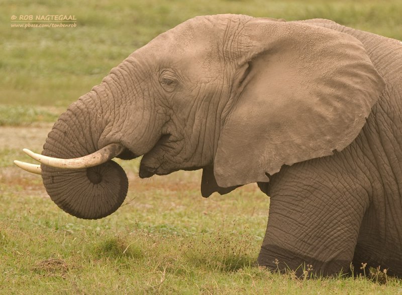 Afrikaanse Savanne olifant - African bush elephant - Loxodonta africana