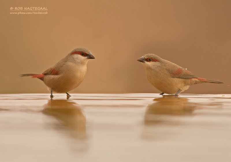 Teugelastrild - Crimson-rumped Waxbill - Estrilda rhodopyga