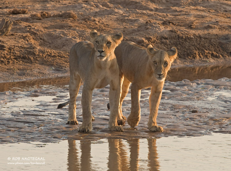 Oost-Afrikaanse Leeuw - Masai Lion - Panthera leo nubica