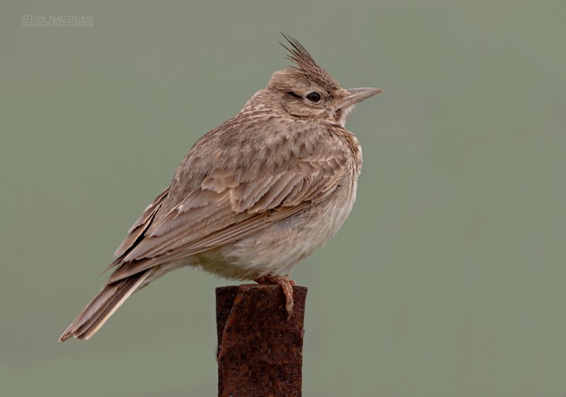 Kuifleeuwerik - Crested lark - Galerida cristata