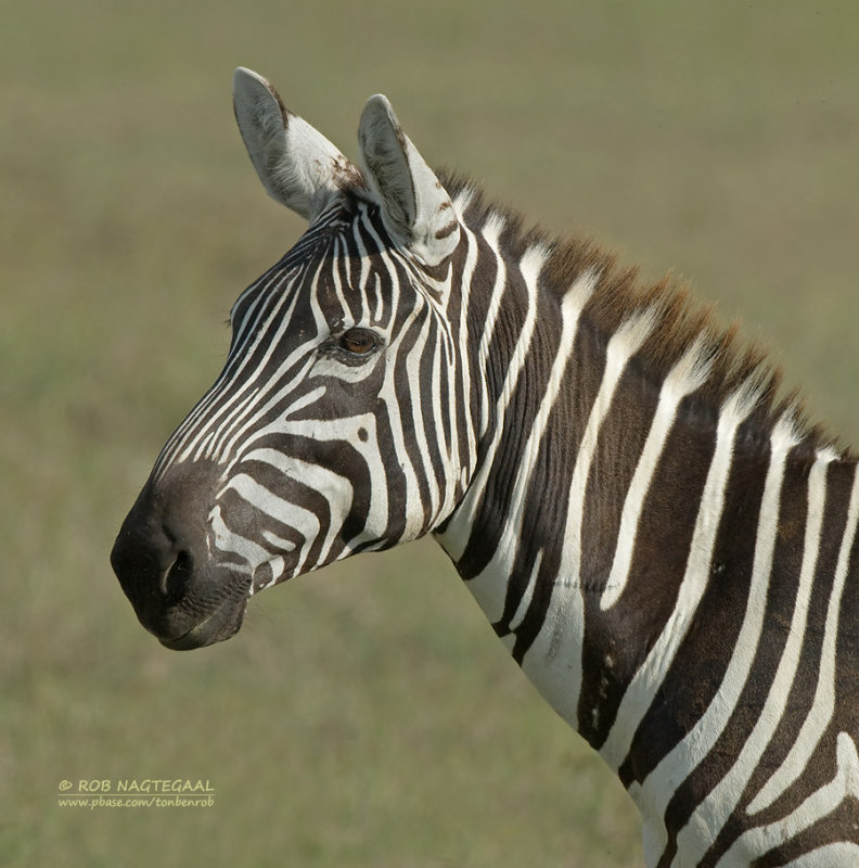 Steppe Zebra - Plains Zebra - Equus quagga