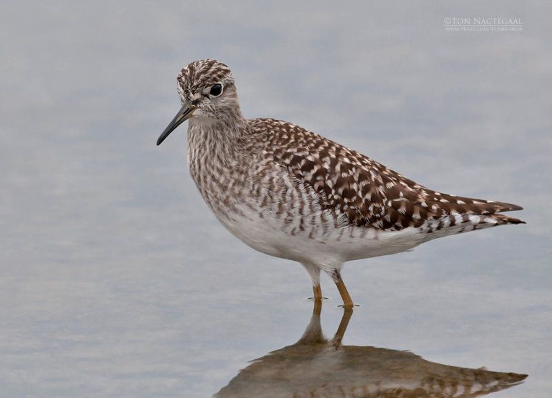 Bosruiter - Wood Sandpiper - Tringa glareola