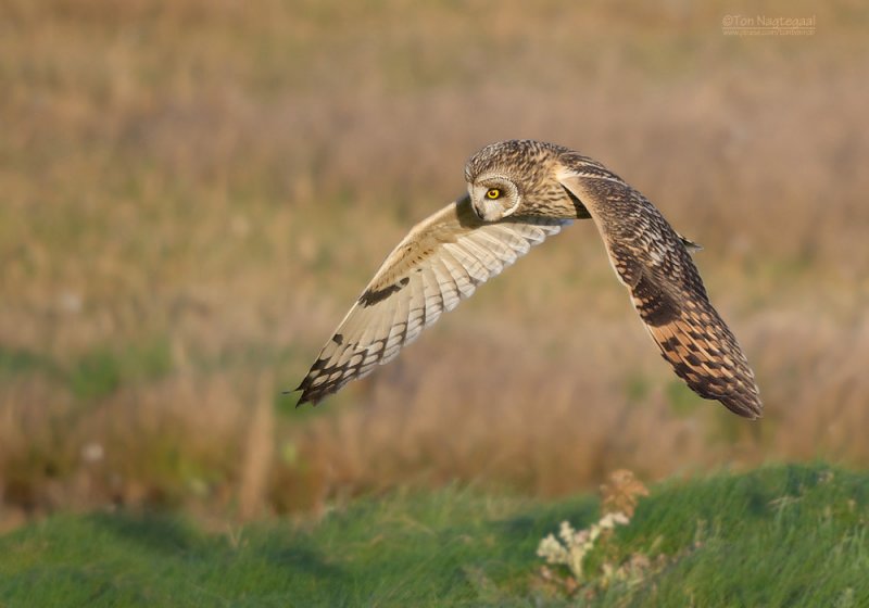 Velduil - Short-eared Owl - Asio flammeus
