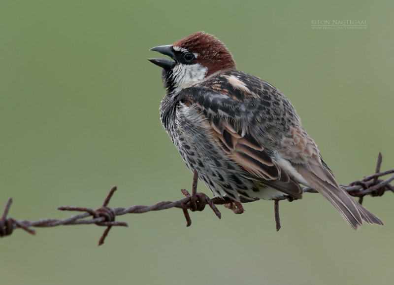 Spaanse Mus - Spanish Sparrow - Passer hispaniolensis