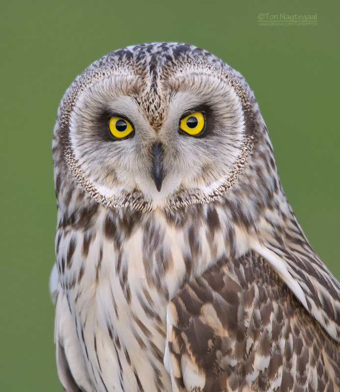 Velduil - Short-eared Owl - Asio flammeus