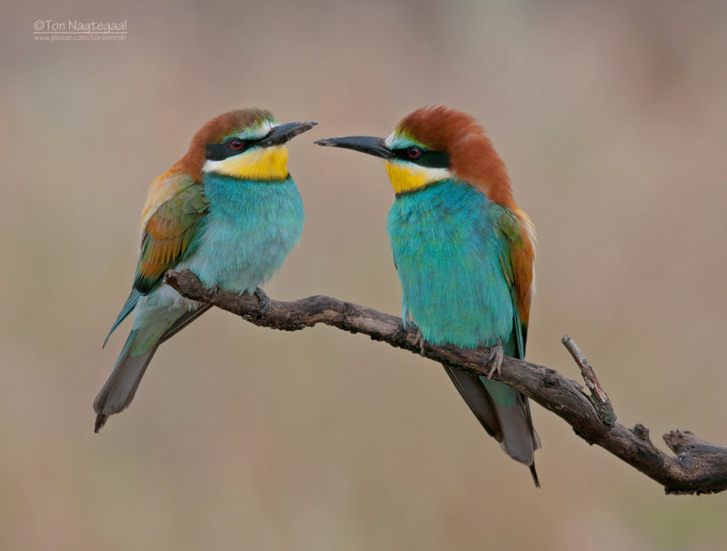 Europese Bijeneter - European Bee-eater - Merops apiaster