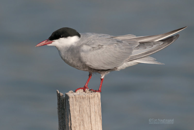 Witwangstern - Whiskered Tern - Clidonias hybridus