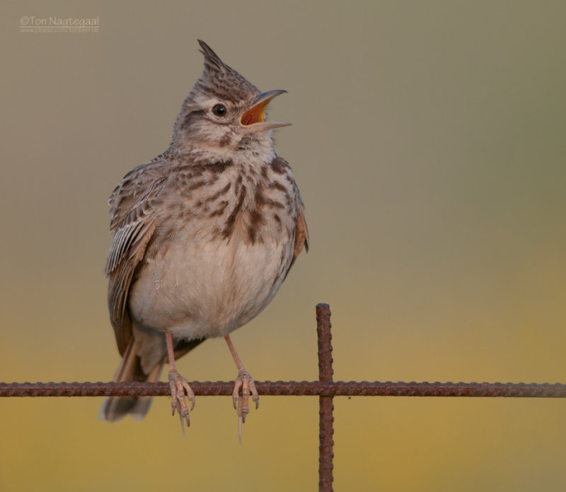 Kuifleeuwerik - Crested lark - Galerida cristata
