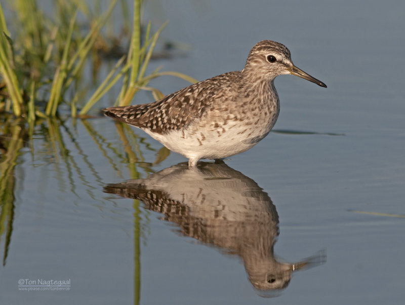 Bosruiter - Wood sandpiper - Tringa glareola