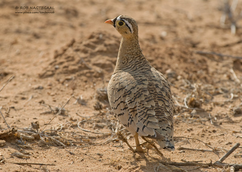 Maskerzandhoen - Black-faced Sandgrouse - Pterocles decoratus