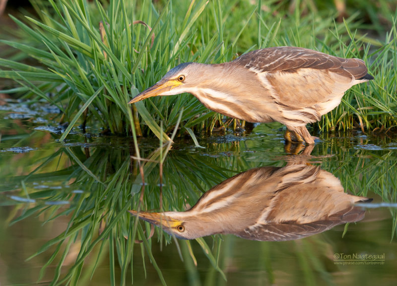 Woudaap - Little Bittern - Ixobrychus minutus